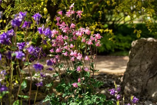 Kurzspornige Akelei - Aquilegia vulgaris