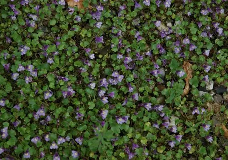 Cymbalaria muralis - Mauer-Zimbelkraut