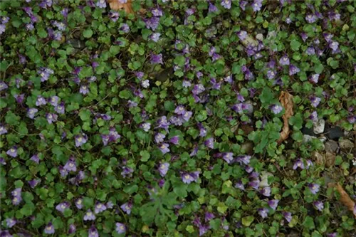 Mauer-Zimbelkraut - Cymbalaria muralis