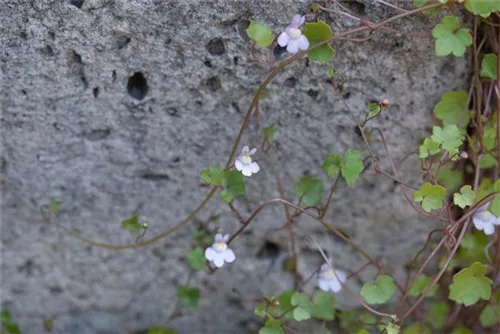 Mauer-Zimbelkraut - Cymbalaria muralis