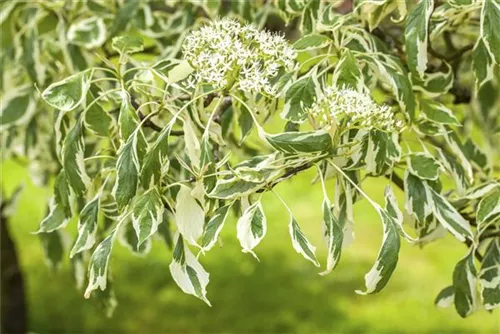 Hoher Weißbunter Etagen-Hartriegel - Cornus controversa 'Variegata'