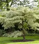 Hoher Weißbunter Etagen-Hartriegel - Cornus controversa 'Variegata'