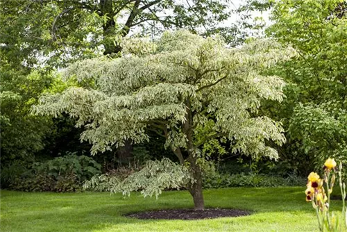 Hoher Weißbunter Etagen-Hartriegel - Cornus controversa 'Variegata'