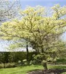 Hoher Weißbunter Etagen-Hartriegel - Cornus controversa 'Variegata'