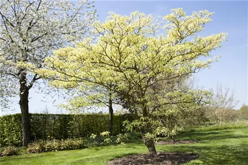 Hoher Weißbunter Etagen-Hartriegel - Cornus controversa 'Variegata'