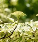 Hoher Weißbunter Etagen-Hartriegel - Cornus controversa 'Variegata'