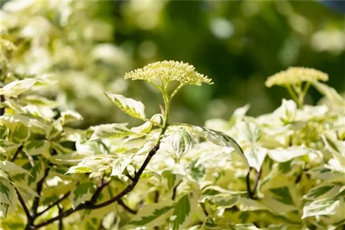 Hoher Weißbunter Etagen-Hartriegel - Cornus controversa 'Variegata'