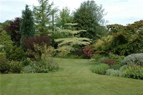 Hoher Weißbunter Etagen-Hartriegel - Cornus controversa 'Variegata'