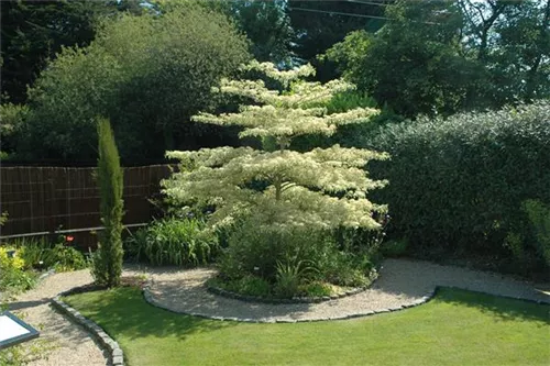 Hoher Weißbunter Etagen-Hartriegel - Cornus controversa 'Variegata'