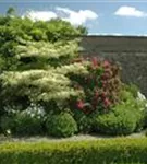 Hoher Weißbunter Etagen-Hartriegel - Cornus controversa 'Variegata'