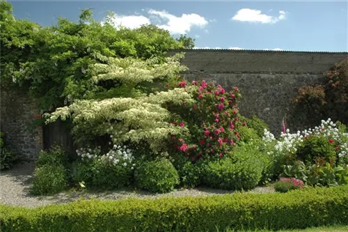 Hoher Weißbunter Etagen-Hartriegel - Cornus controversa 'Variegata'