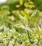 Hoher Weißbunter Etagen-Hartriegel - Cornus controversa 'Variegata'