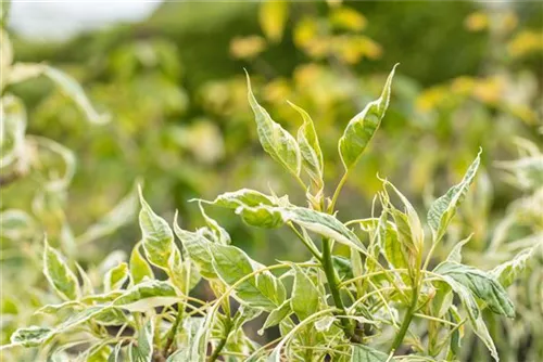 Hoher Weißbunter Etagen-Hartriegel - Cornus controversa 'Variegata'