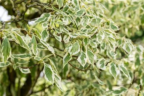 Hoher Weißbunter Etagen-Hartriegel - Cornus controversa 'Variegata'