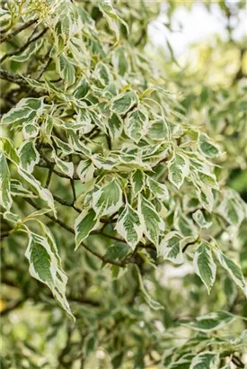 Hoher Weißbunter Etagen-Hartriegel - Cornus controversa 'Variegata'