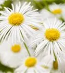 Garten-Feinstrahl - Erigeron x cult.'Sommerneuschnee'