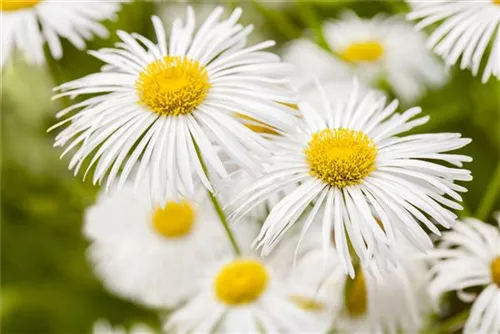 Garten-Feinstrahl - Erigeron x cult.'Sommerneuschnee'