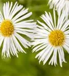 Garten-Feinstrahl - Erigeron x cult.'Sommerneuschnee'