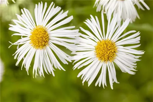 Garten-Feinstrahl - Erigeron x cult.'Sommerneuschnee'