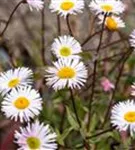 Garten-Feinstrahl - Erigeron x cult.'Sommerneuschnee'