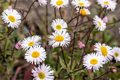 Garten-Feinstrahl - Erigeron x cult.'Sommerneuschnee'