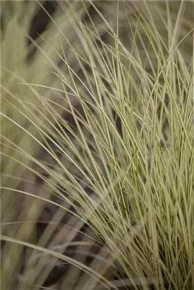 Gelbgrüne Garten-Segge - Carex oshimensis 'Evergold'