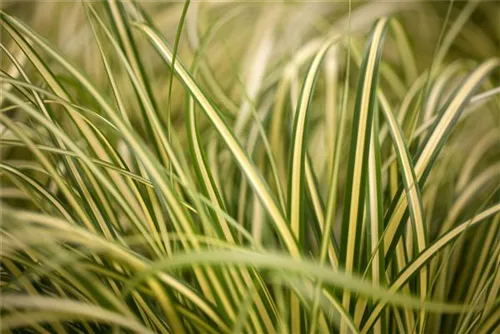 Gelbgrüne Garten-Segge - Carex oshimensis 'Evergold'