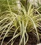 Gelbgrüne Garten-Segge - Carex oshimensis 'Evergold'