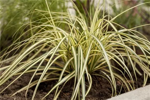 Gelbgrüne Garten-Segge - Carex oshimensis 'Evergold'