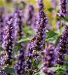 Garten-Duftnessel - Agastache rugosa 'Black Adder'