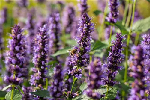 Garten-Duftnessel - Agastache rugosa 'Black Adder'