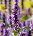 Garten-Duftnessel - Agastache rugosa 'Black Adder'