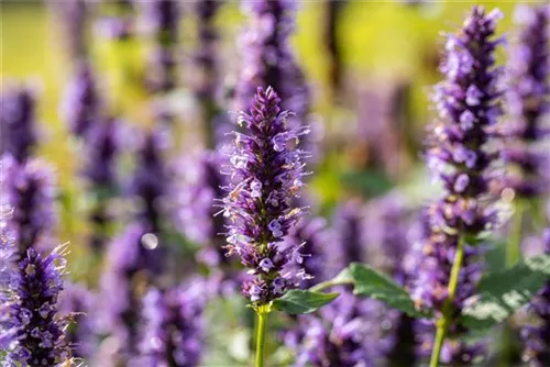 Garten-Duftnessel - Agastache rugosa 'Black Adder'