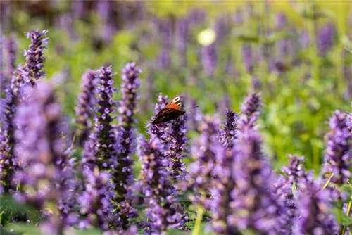 Garten-Duftnessel - Agastache rugosa 'Black Adder'