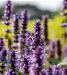 Garten-Duftnessel - Agastache rugosa 'Black Adder'