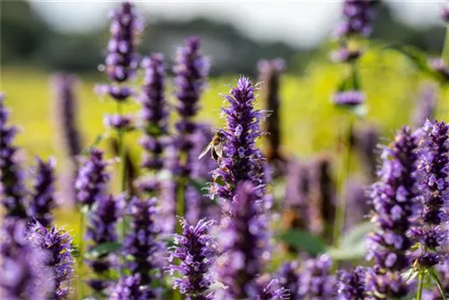 Garten-Duftnessel - Agastache rugosa 'Black Adder'