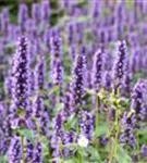 Garten-Duftnessel - Agastache rugosa 'Black Adder'