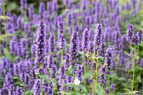 Garten-Duftnessel - Agastache rugosa 'Black Adder'