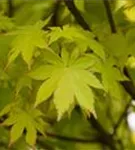 Fächerahorn 'Summer Gold' - Acer palmatum 'Summer Gold'