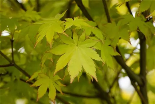 Fächerahorn 'Summer Gold' - Acer palmatum 'Summer Gold'