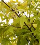 Fächerahorn 'Summer Gold' - Acer palmatum 'Summer Gold'