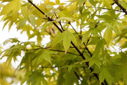 Fächerahorn 'Summer Gold' - Acer palmatum 'Summer Gold'