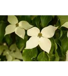 Jap.Blumen-Hartriegel 'Claudia' - Cornus kousa 'Claudia'