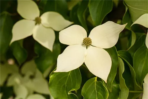 Jap.Blumen-Hartriegel 'Claudia' - Cornus kousa 'Claudia'