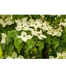 Jap.Blumen-Hartriegel 'Claudia' - Cornus kousa 'Claudia'