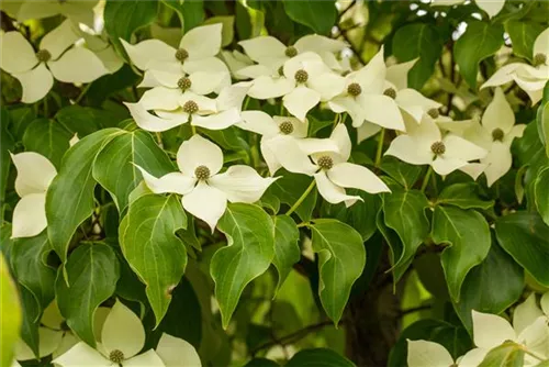 Jap.Blumen-Hartriegel 'Claudia' - Cornus kousa 'Claudia'