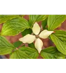 Jap.Blumen-Hartriegel 'Claudia' - Cornus kousa 'Claudia'