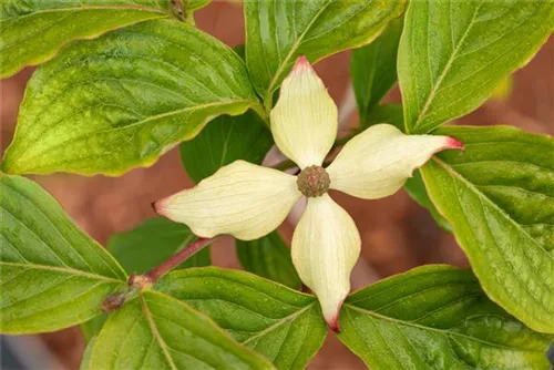 Jap.Blumen-Hartriegel 'Claudia' - Cornus kousa 'Claudia'