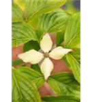 Jap.Blumen-Hartriegel 'Claudia' - Cornus kousa 'Claudia'