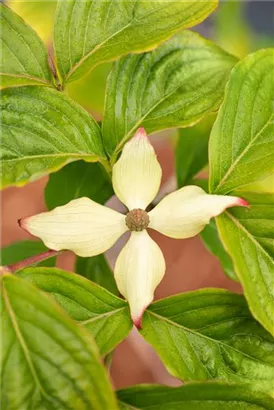 Jap.Blumen-Hartriegel 'Claudia' - Cornus kousa 'Claudia'